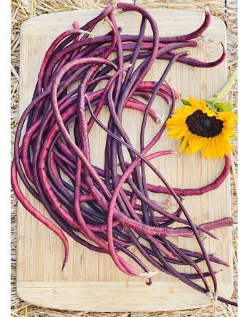 Oriental Mosaic, Chinese Red Noodle, Yard Long Pole Bean, Red Bean, Stringless - [ Seed2Go.ca ] - [Seed Packets] - Bean/Pea - 
