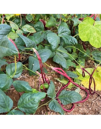 Oriental Mosaic, Chinese Red Noodle, Yard Long Pole Bean, Red Bean, Stringless - [ Seed2Go.ca ] - [Seed Packets] - Bean/Pea - 