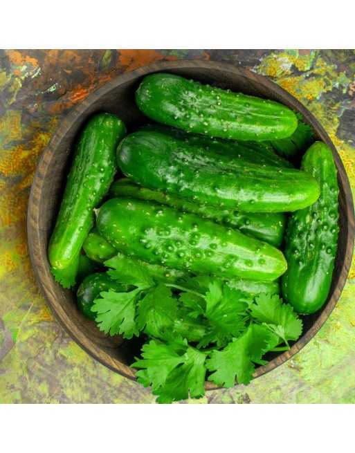 Marketer AAS Winner, Cucumber, Pickling When Small - [ Seed2Go - Canada ] - V-CM - Cucumber