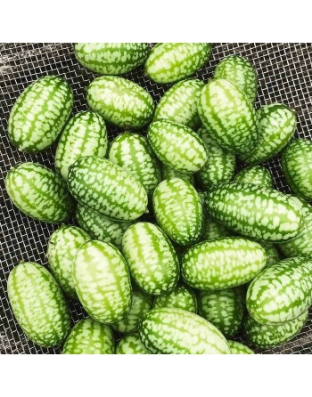 Sandia De Raton Sour Gherkin Cucumber, Mouse Melon, South American - [ Seed2Go.ca ] - [Seed Packets] - Cucumber - 