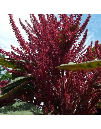 Red Garnet Amaranth Seeds, Mexico - [ Shop Canadian Seeds Online ]  - Amaranth - 
