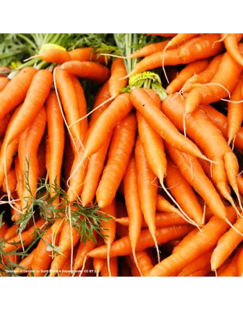 Amsterdam 3, Sprint Carrot, Baby Carrot, Forging Carrot Seeds - [ Shop Canadian Seeds Online ]  - Carrot - 