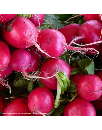 Sora Red Bunching Radish Seeds, German Variety, Radish Seeds - [ Shop Canadian Seeds Online ]  - Radish - 