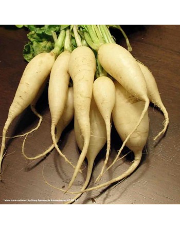 IJskegel Radish Eiszapfen, Long White Radish Seeds, German - [ Shop Canadian Seeds Online ]  - Radish - 