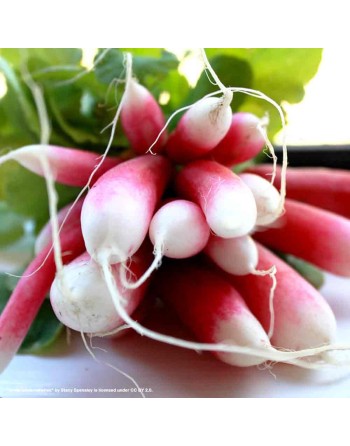French Breakfast Radish Seeds, European - [ Shop Canadian Seeds Online ]  - Radish - 