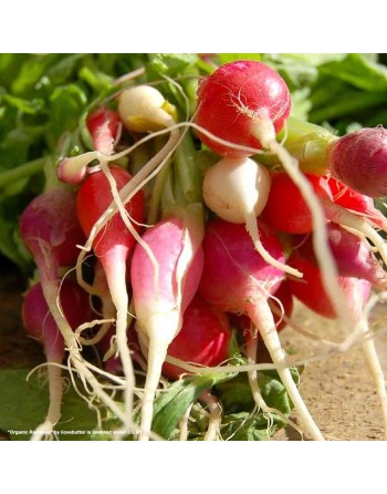 Easter Egg Radish Mixture Seeds, Red, White, Rose, Purple, Bi-Color - [ Shop Canadian Seeds Online ]  - Radish - 