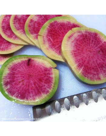Chinese Watermelon Radish, Winter Radish, Oriental, Radish Seeds - [ Shop Canadian Seeds Online ]  - Radish - 