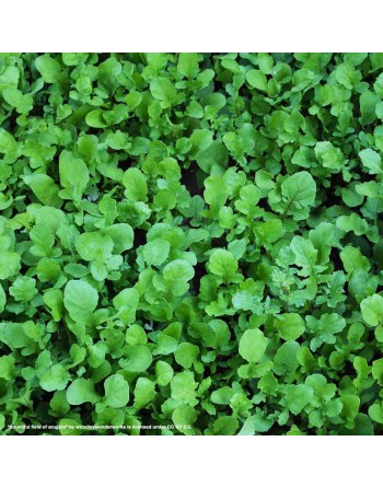 Organic Astro Specialty Heirloom Arugula - [ Shop Canadian Seeds Online ]  - Arugula - 
