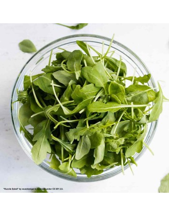 Wildfire Rocket Arugula, Serrated Rocket Seeds - [ Shop Canadian Seeds Online ]  - Arugula - 