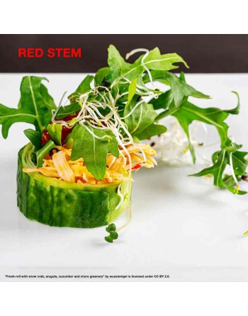 Dragon's Fire Arugula, Red Stem, Serrated, Wild, English Arugula Seeds - [ Shop Canadian Seeds Online ]  - Arugula - 