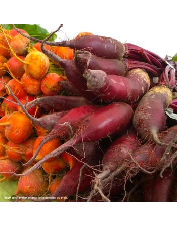 Long Cylindra Beets, Red, Denmark Beet Seeds - [ Seed2Go.ca ] - [Seed Packets] - Beet - 