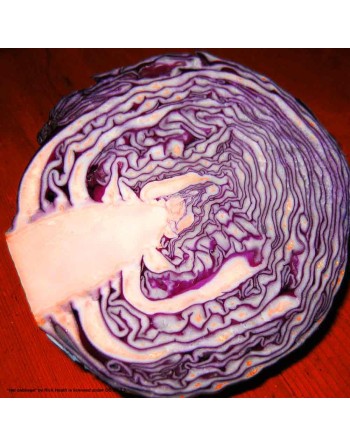 Red Acre Cabbage - [ Shop Canadian Seeds Online ]  - Cabbage - 