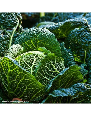 Sauerkraut Glory of Dutch Cabbage, Late Flat Dutch Cabbage Seeds - [ Shop Canadian Seeds Online ]  - Cabbage - 