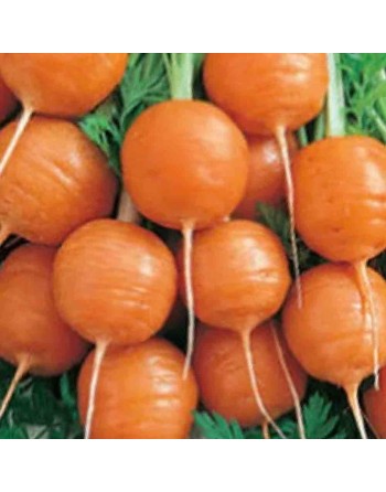 Parisian Carrots, Paris Market Carrots, France Carrot Seeds - [ Shop Canadian Seeds Online ]  - Carrot - 