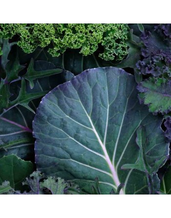 Blue from Groningen Leaf Collard, Dutch Collard Seeds - [ Shop Canadian Seeds Online ]  - Collard Greens - 