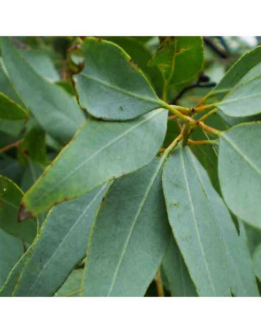 Lemon Bush Eucalyptus Seed, Lemon Scented Gum Eucalyptus - [ Seed2Go.ca ] - [Seed Packets] - Eucalyptus - 