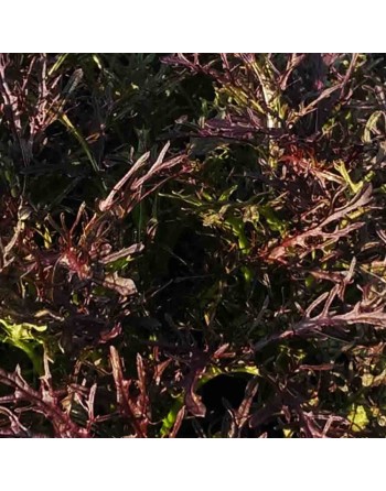 Red Miz Frills Mizuna Mustard Seeds, Japanese, Organic, Spicy Mizuna Seeds - [ Shop Canadian Seeds Online ]  - Lettuce - 