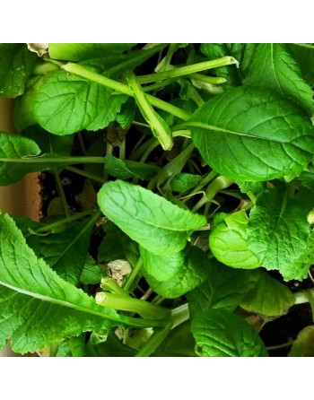 Komatsuna Green, Japanese Mustard Spinach - [ Garden Seeds, Seed2Go.ca] - VG-KG - Mustard & Greens
