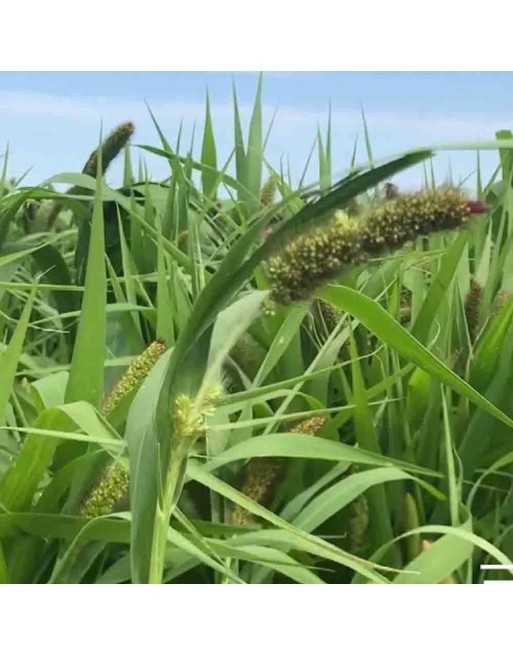 Lime German Millet Ornamental Grass Seed - [ Garden Seeds, Seed2Go.ca] - G-GMG - Ornamental Grass