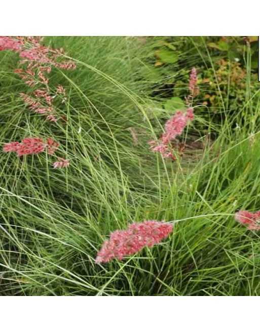 Ruby Melinis Savannah Ornamental Grass Seed - [ Garden Seeds, Seed2Go.ca] - G-RGS - Ornamental Grass