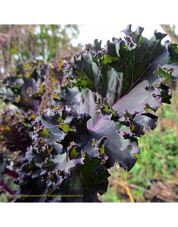 Red Russian Kale, Rugged Jack Kale, Kale Seeds - [ Shop Canadian Seeds Online ]  - Kale - 