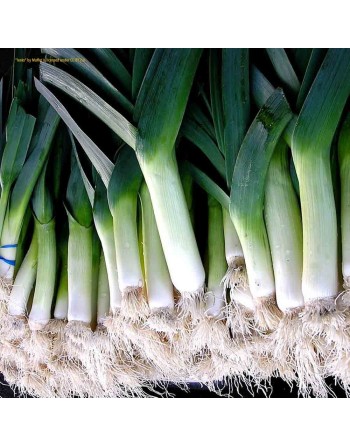 Autumn Giant Leek, Roman Leek Seeds - [ Shop Canadian Seeds Online ]  - Leek - 