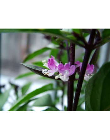 Asian Siam Queen, AAS Winner, Basil Thai Basil, Horapha, Hung Que Herb Seeds - [ Seed2Go.ca ] - [Seed Packets] - Herb Seeds - 