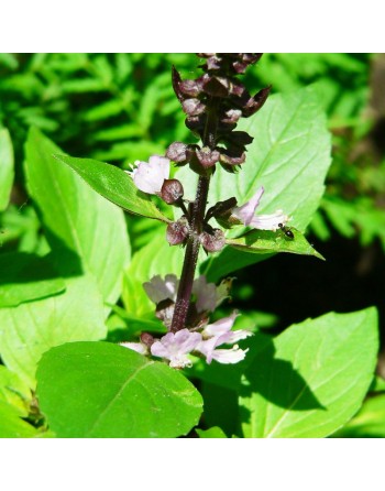 Asian Siam Queen, AAS Winner, Basil Thai Basil, Horapha, Hung Que Herb Seeds - [ Seed2Go.ca ] - [Seed Packets] - Herb Seeds - 