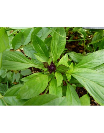 Asian Siam Queen, AAS Winner, Basil Thai Basil, Horapha, Hung Que Herb Seeds - [ Seed2Go.ca ] - [Seed Packets] - Herb Seeds - 