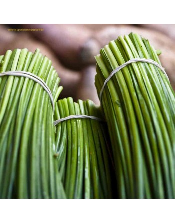 Nelly Dark Blue Organic Chives, Chive Herb Seeds - [ Seed2Go.ca ] - [Seed Packets] - Herb Seeds - 