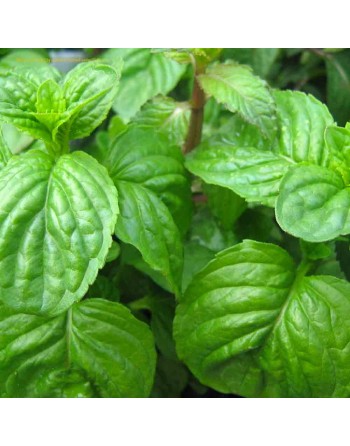 Lemon Citrus Basil, Sweet Dani Lemon Basil, AAS Winner, Basil Seeds - [ Seed2Go.ca ] - [Seed Packets] - Herb Seeds - 
