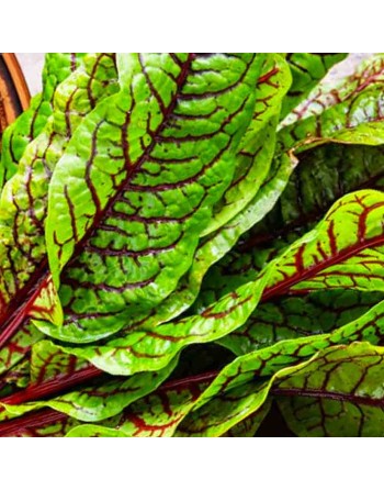 Red-Veined Sorrel, Rumex Sanguineus, Sorrel Seeds - [ Seed2Go.ca ] - [Seed Packets] - Leek - 