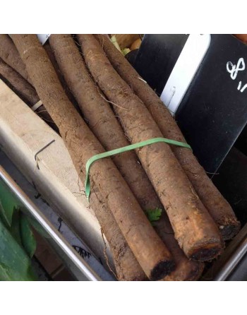 Salsify Root, Mammoth Sandwich, Mediterranean - [ Seed2Go.ca ] - [Seed Packets] - Herb Seeds - 