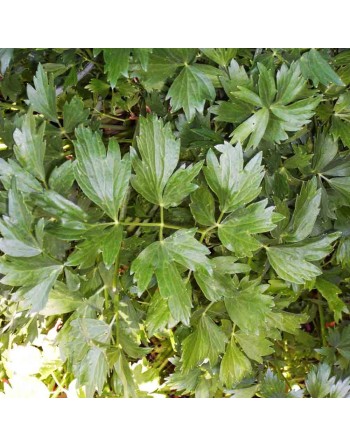 Lovage Celery Herb/Spice, Organic, Lovage Herb Seeds - [ Seed2Go.ca ] - [Seed Packets] - Herb Seeds - 