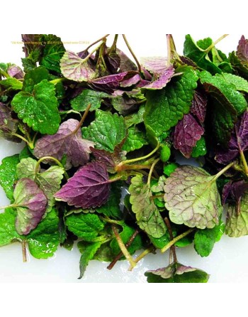 Korean Mint Herb, Agastache, Mint Seeds - [ Seed2Go.ca ] - [Seed Packets] - Herb Seeds - 