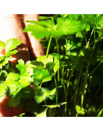 Forgotten Herb, Salad Burnet, Burnet Seeds - [ Seed2Go.ca ] - [Seed Packets] - Herb Seeds - 