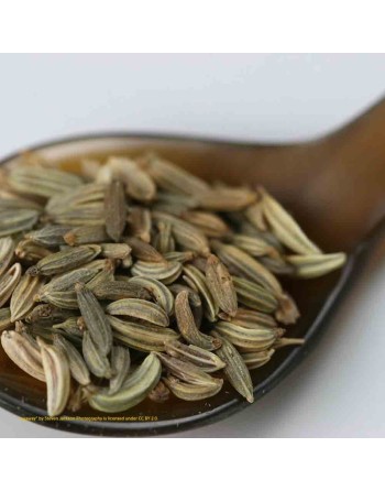Caraway Herb, Salad & Garnish Favorite, Caraway Herb Seeds - [ Seed2Go.ca ] - [Seed Packets] - Herb Seeds - 