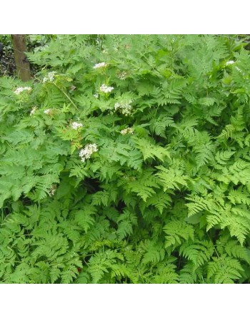 Chervil, French Parsley, Curled, Vertissimo, Persil Cerfeuil, Chervil Seeds - [ Seed2Go.ca ] - [Seed Packets] - Herb Seeds - 