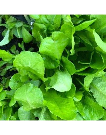 Apple Romaine Leaf, Cut Again Type, Romaine Seeds - [ Shop Canadian Seeds Online ]  - Lettuce - 