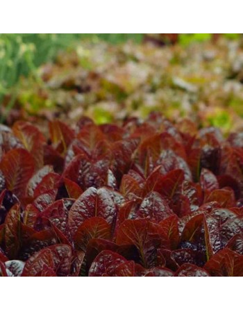Baby Red Romaine Spring Mix Leaf, Lettuce Seeds - [ Shop Canadian Seeds Online ]  - Lettuce - 