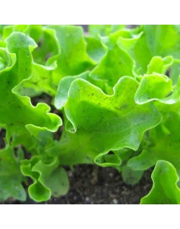 Lechuga Rizada Tango Wizardry Lettuce, Looseleaf - [ Shop Canadian Seeds Online ]  - Lettuce - 