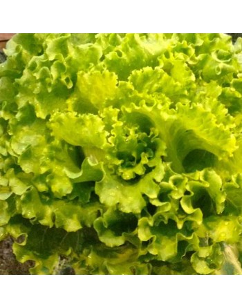 Super Crisp Batavian Lettuce SMI - [ Shop Canadian Seeds Online ]  - Lettuce - 
