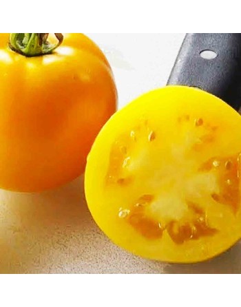 Lemon Boy Globe Tomato Seeds, Salsa Mix, Slicer, Indeterminate - [ Seed2Go.ca ] - [Seed Packets] - Tomato Seeds - 