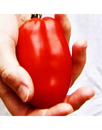 Supremo Roma, Bush Roma Tomato Seeds - [ Shop Canadian Seeds Online ]  - Tomato Seeds - 