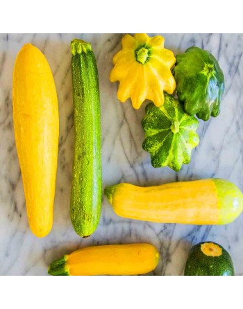 Squash/Zucchini Mix Seeds, Round, Yellow, Baby Grey, Dark Grey, Bishop - [ Shop Canadian Seeds Online ]  - Zucchini - 