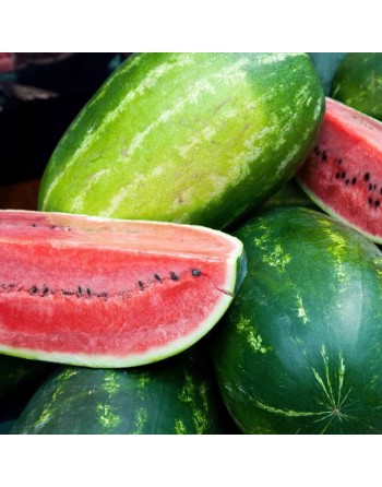 Premium Elongated Long Sangria Watermelon, Watermelon Seeds - [ Seed2Go.ca ] - [Seed Packets] - Watermelon - 