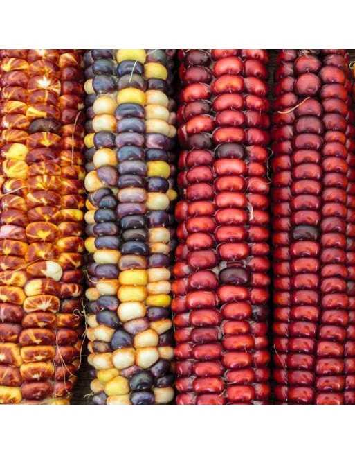 Ornamental Corn - [ Garden Seeds, Seed2Go.ca] - VG-ORC - Corn