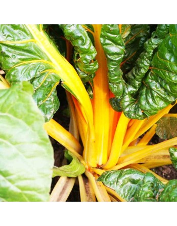 Golden Bright Orange, Eldorado Swiss Chard Seeds - [ Shop Canadian Seeds Online ]  - Swiss Chard - 