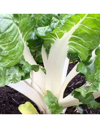 Snijmoes Lucullus Dutch Swiss Chard Seeds - [ Shop Canadian Seeds Online ]  - Swiss Chard - 