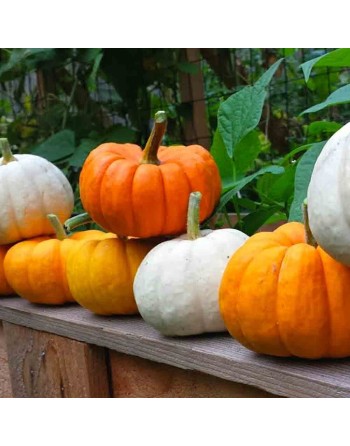 Jill-Be-Little Mini Pumpkin Seeds, Tiny Pumpkin - [ Shop Canadian Seeds Online ]  - Pumpkin - 